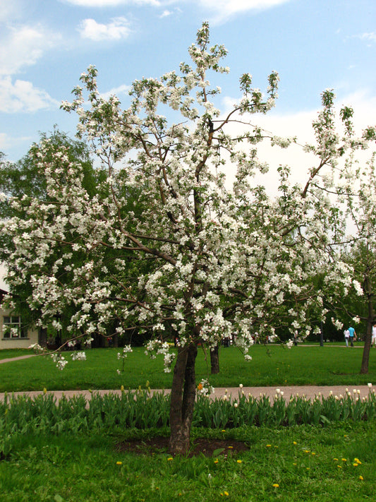 Malus domestica / Apple - Jonathan