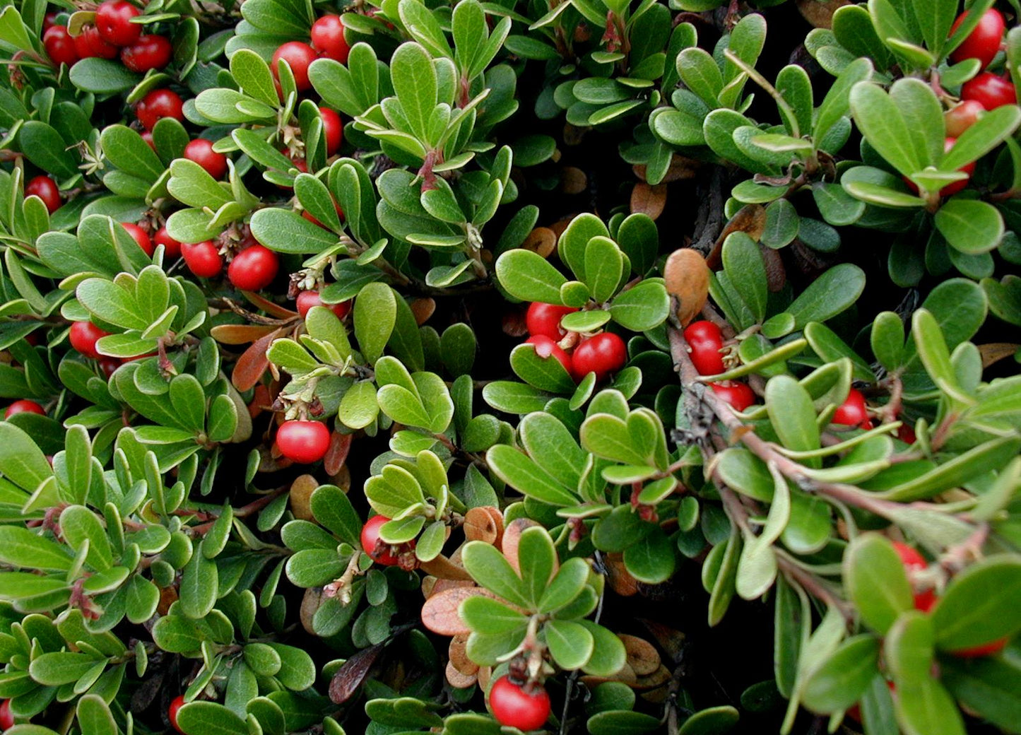 Arctostaphylus uva-ursi / Bearberry