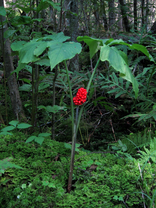 Arisaema triphyllum / Jack-in-the-pulpit