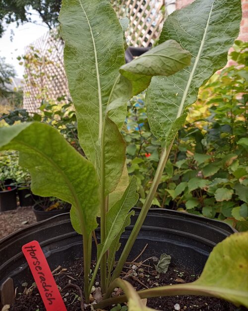 Armoracia rusticana / Horseradish