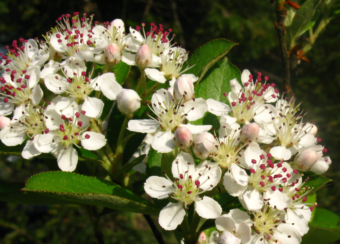 Aronia arbutifolia / Red Chokeberry