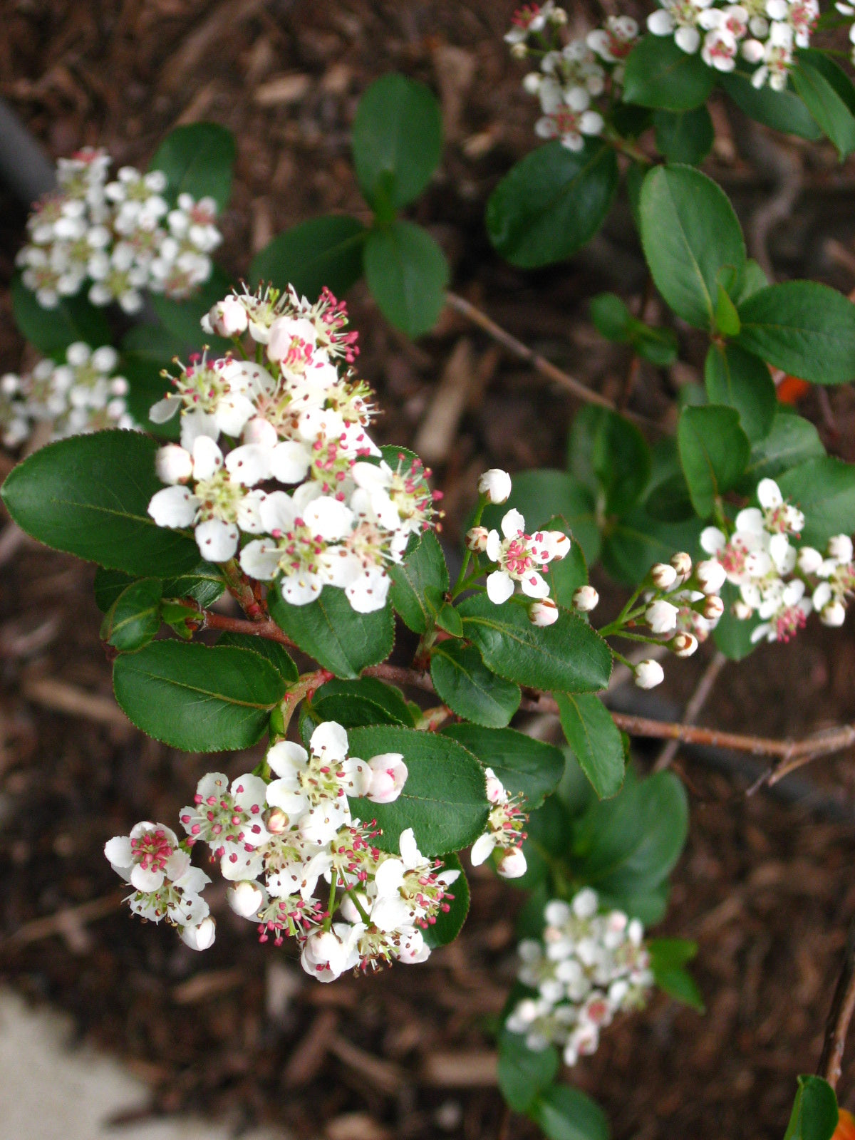 Aronia melanocarpa / Black Chokeberry