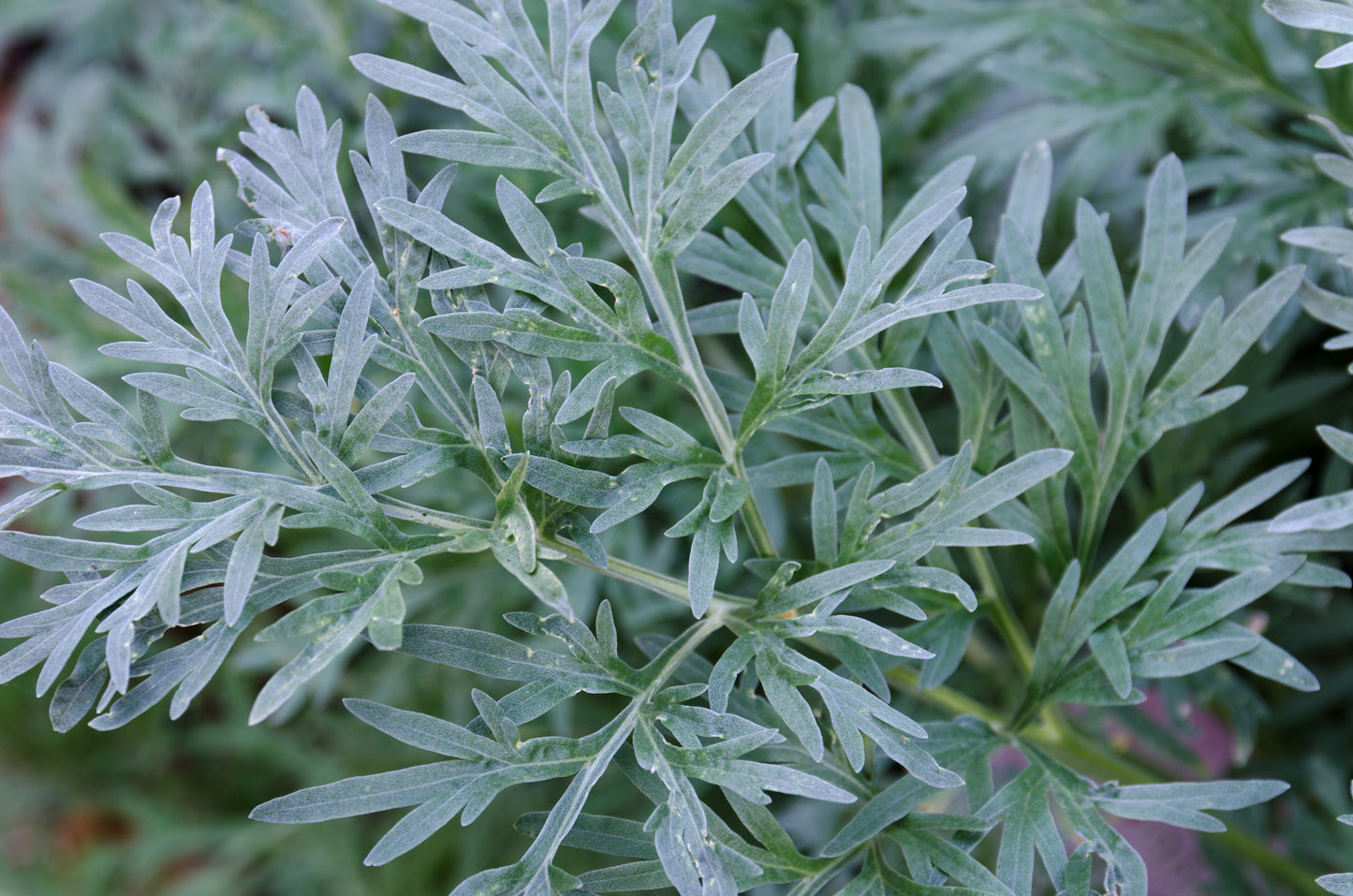 Artemisia absinthium / Wormwood