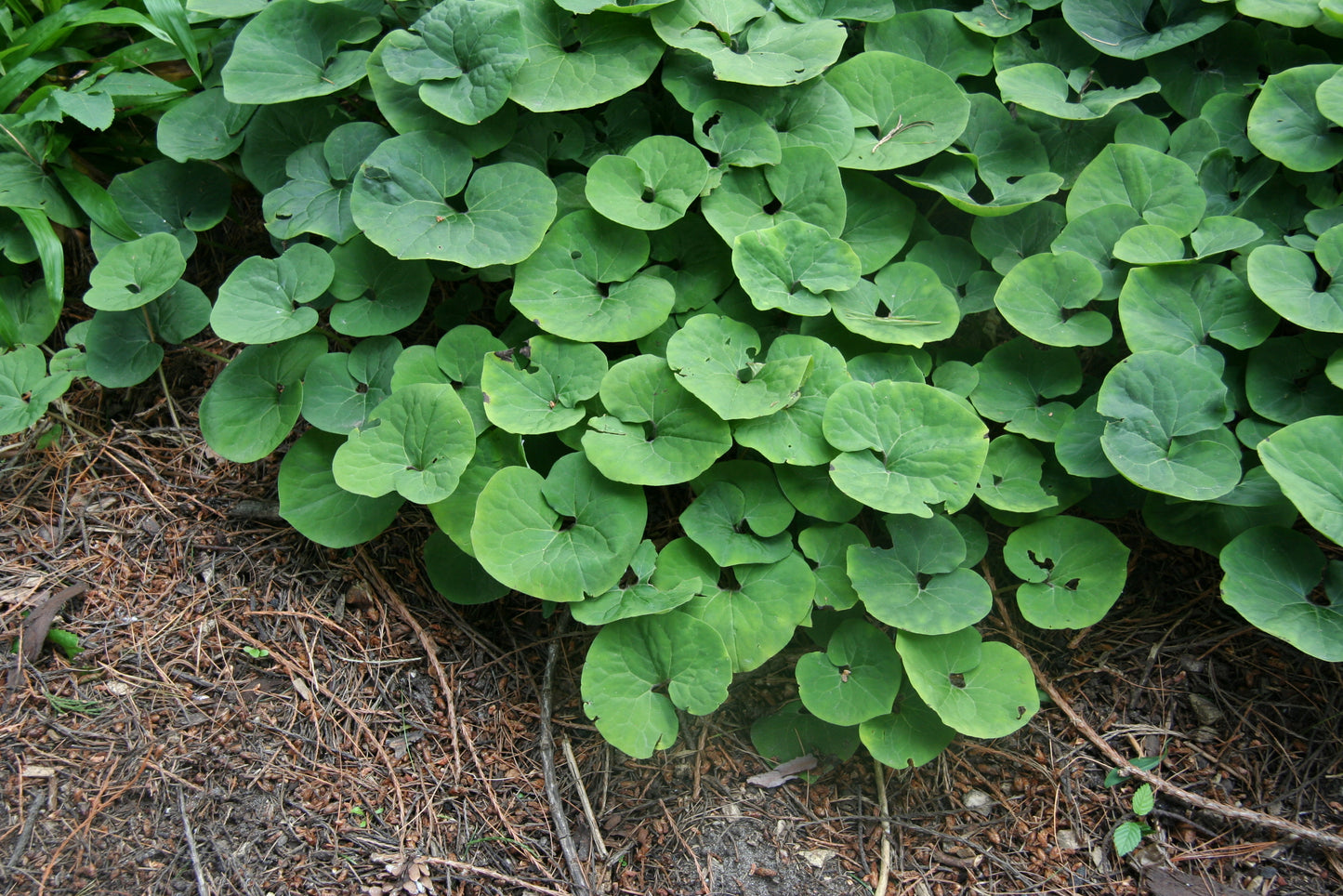 Asarum canadense / Wild Ginger