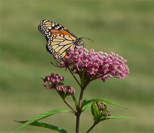 Asclepias incarnata / Swamp Milkweed