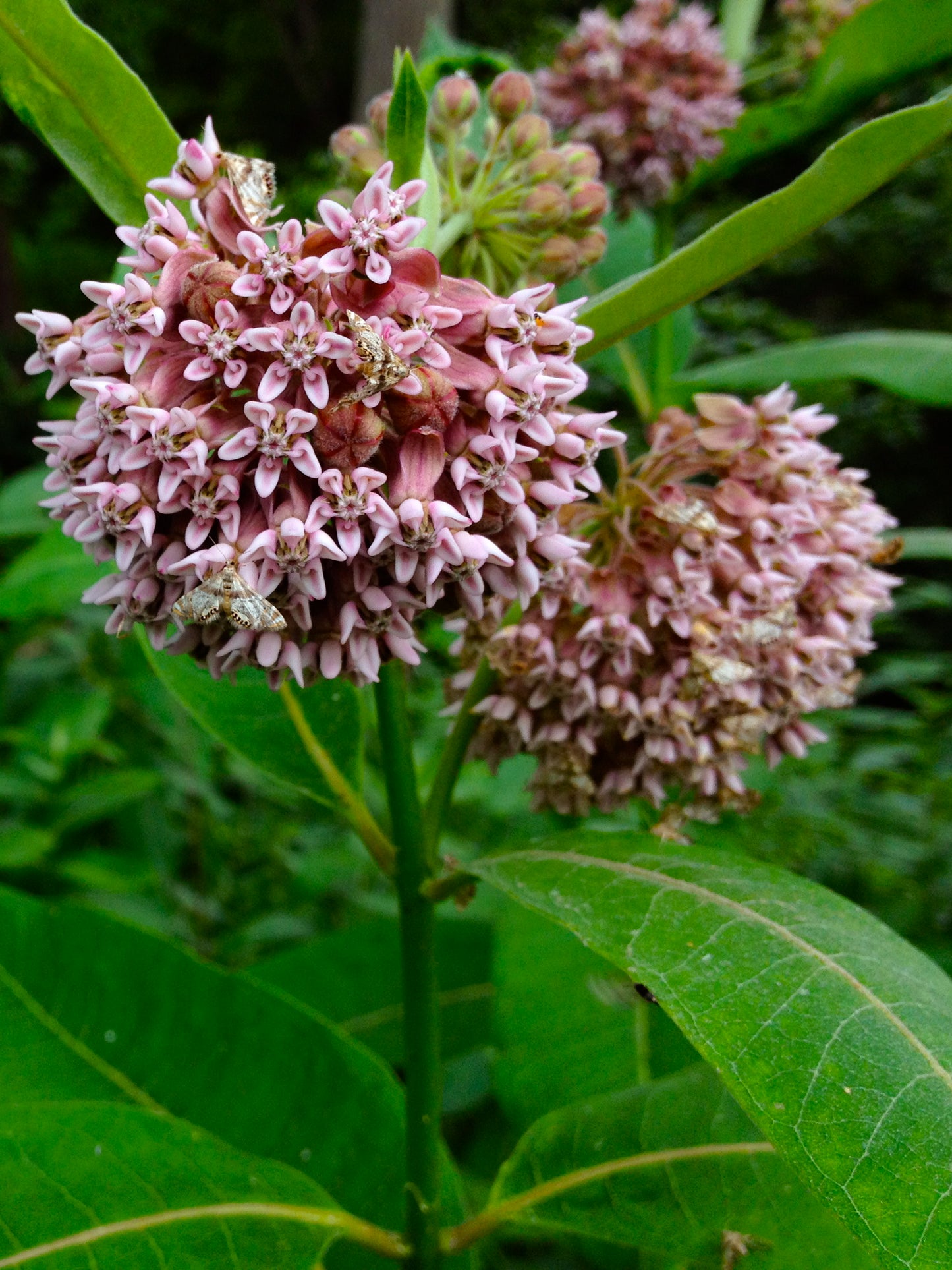 Asclepias syriaca / Common MIlkweed