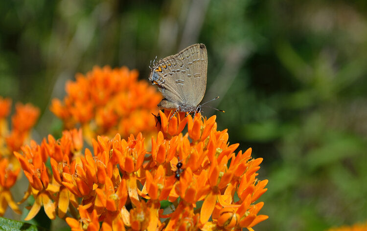 Asclepias tuberosa / Butterflyweed