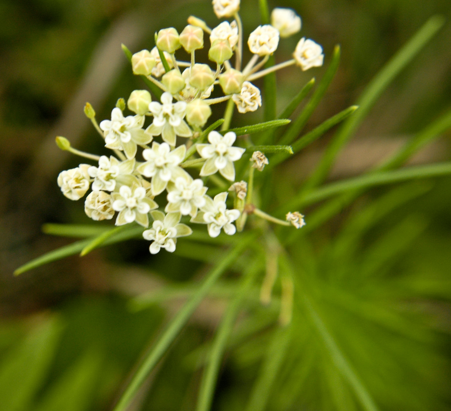 Asclepias verticillata / Whorled Milkweed