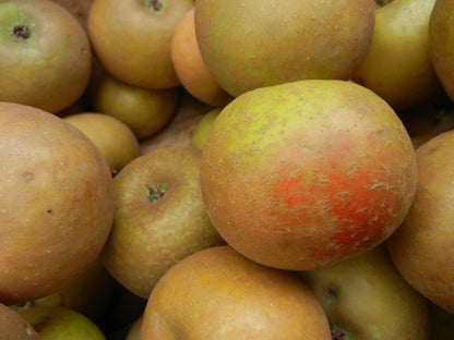 Malus domestica / Apple 'Goldrush'