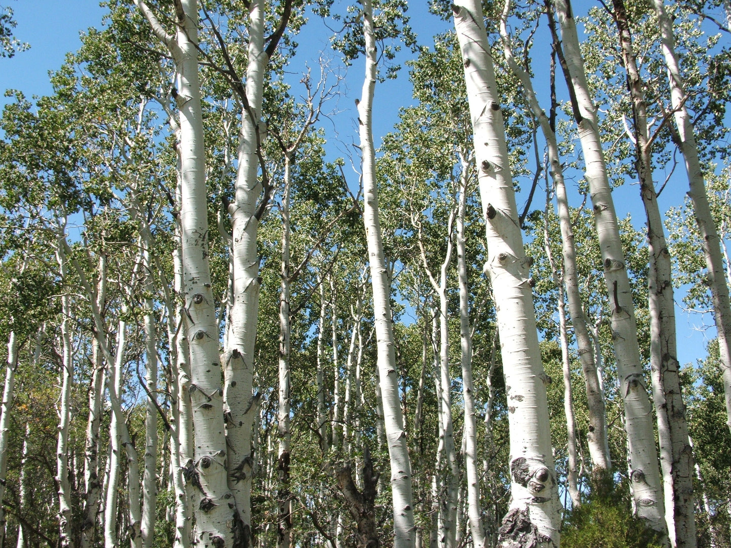 Populus tremuloides / Quaking Aspen