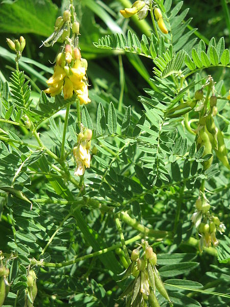 Astragalus membranaceus / Astragalus