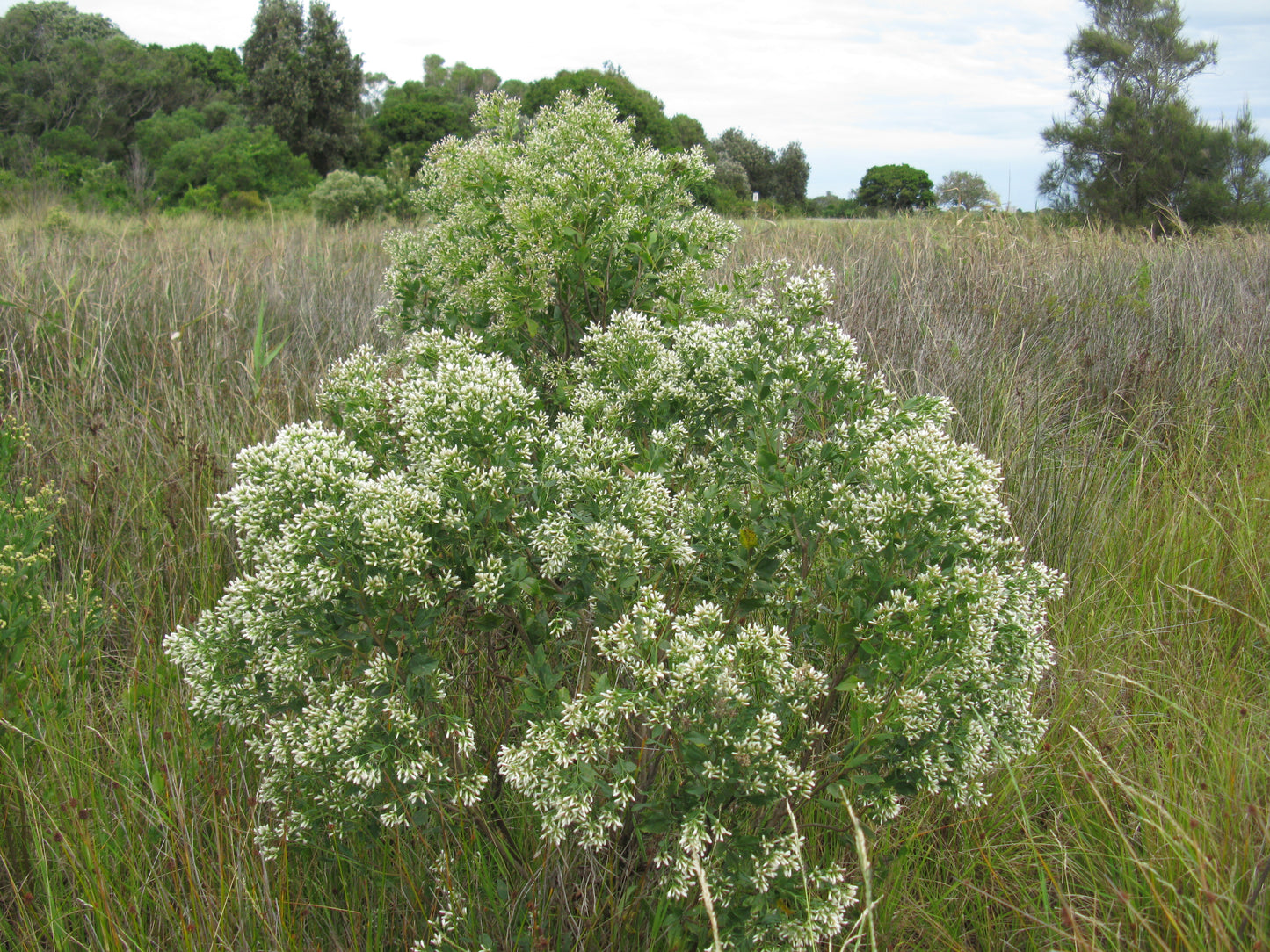 Baccharis halimifolia / Groundseltree