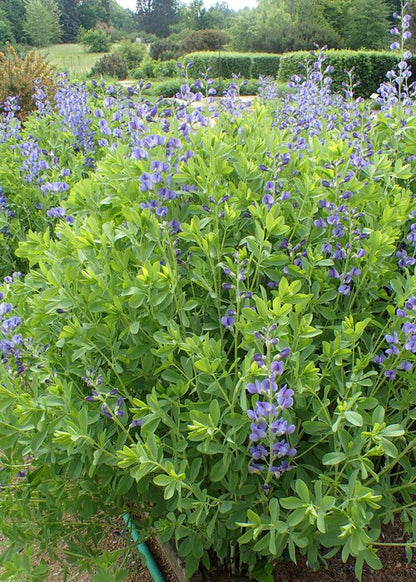 Baptisia australis / Wild Indigo