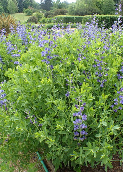 Baptisia australis / Blue False Indigo