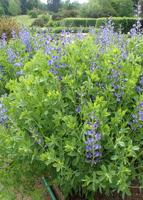 Baptisia australis / Wild Indigo