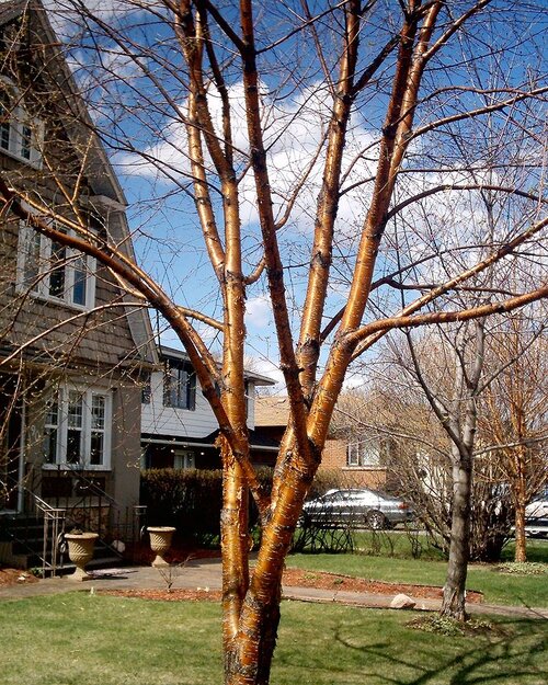 Betula alleghaniensis / Yellow Birch