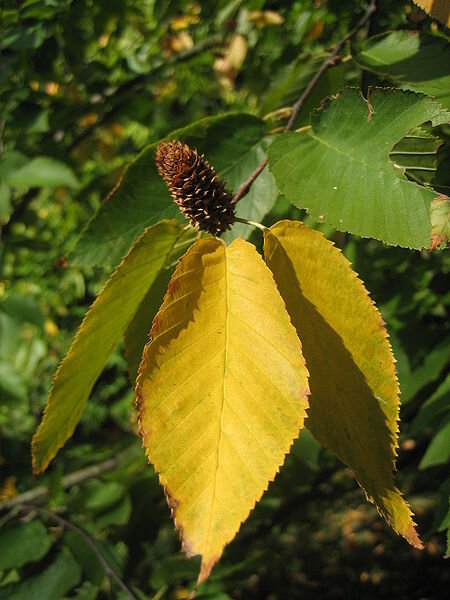 Betula lenta / Black Birch / Sweet Birch