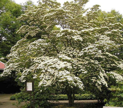 Cornus kousa / Kousa Dogwood