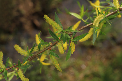 Salix nigra / Black Willow