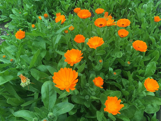 Calendula officinalis / Calendula