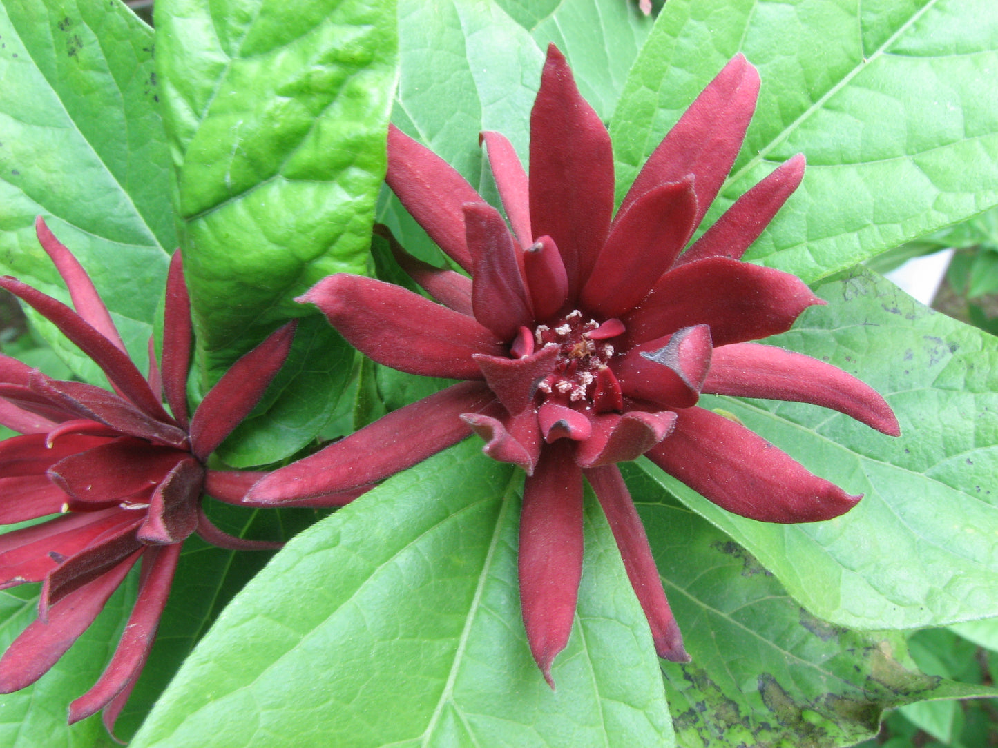 Calycanthus floridus / Carolina Allspice