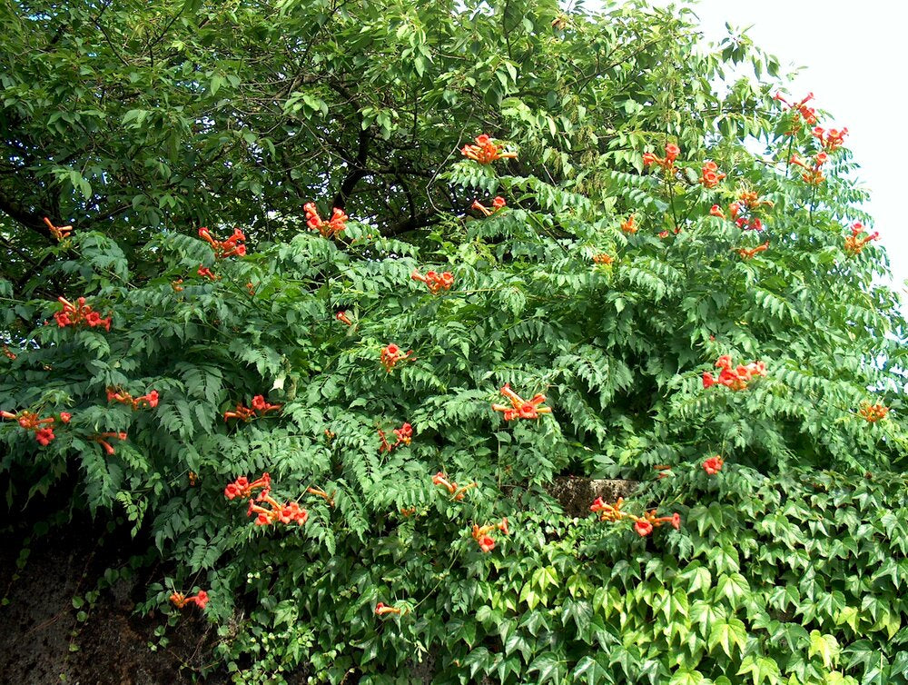 Campsis radicans / Trumpet Creeper