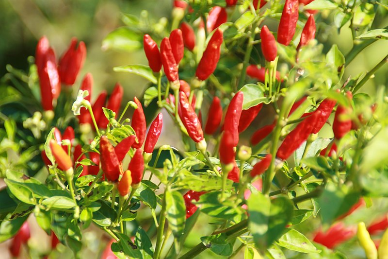 Capsicum frutescens / Cayenne pepper