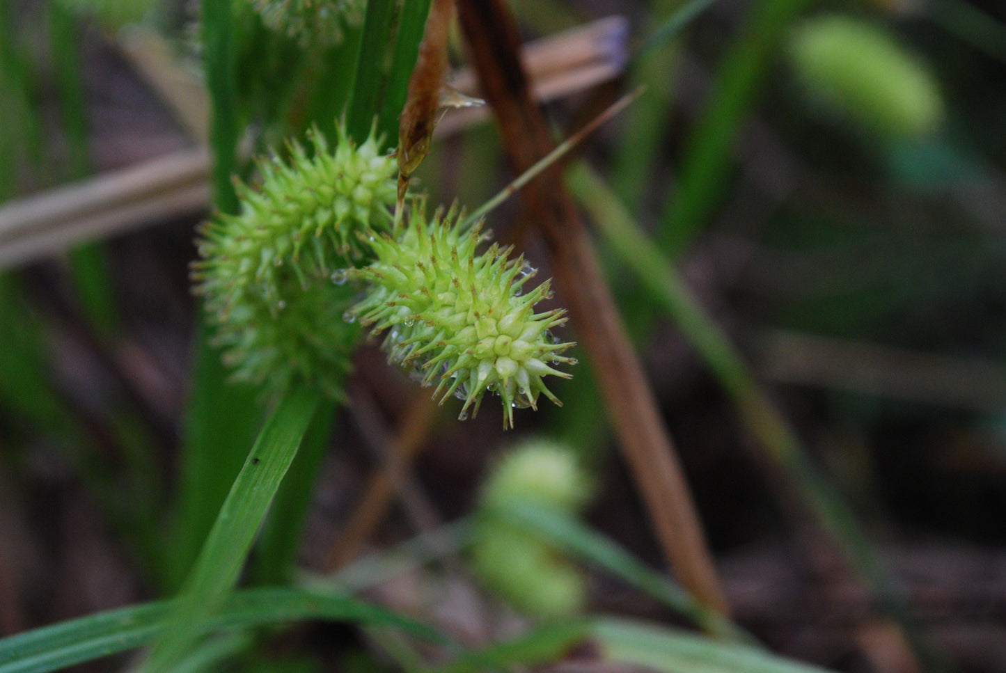 Carex lurida / Sallow Sedge