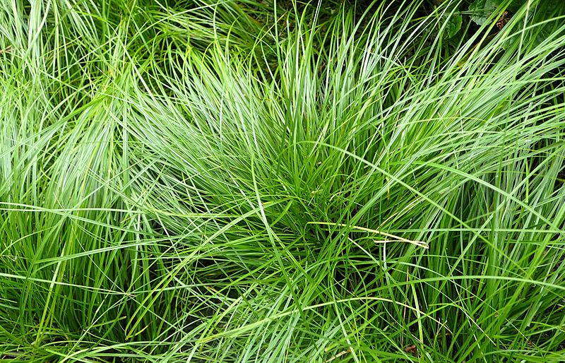 Carex pensylvanica / Pennsylvania Sedge