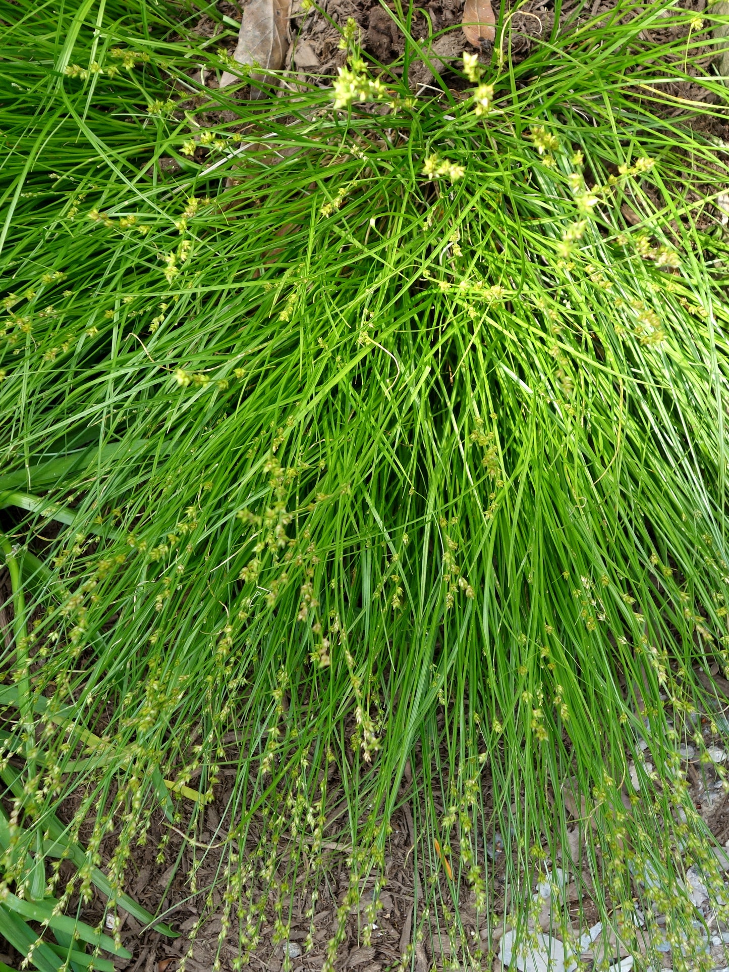 Carex radiata / Eastern Star Sedge