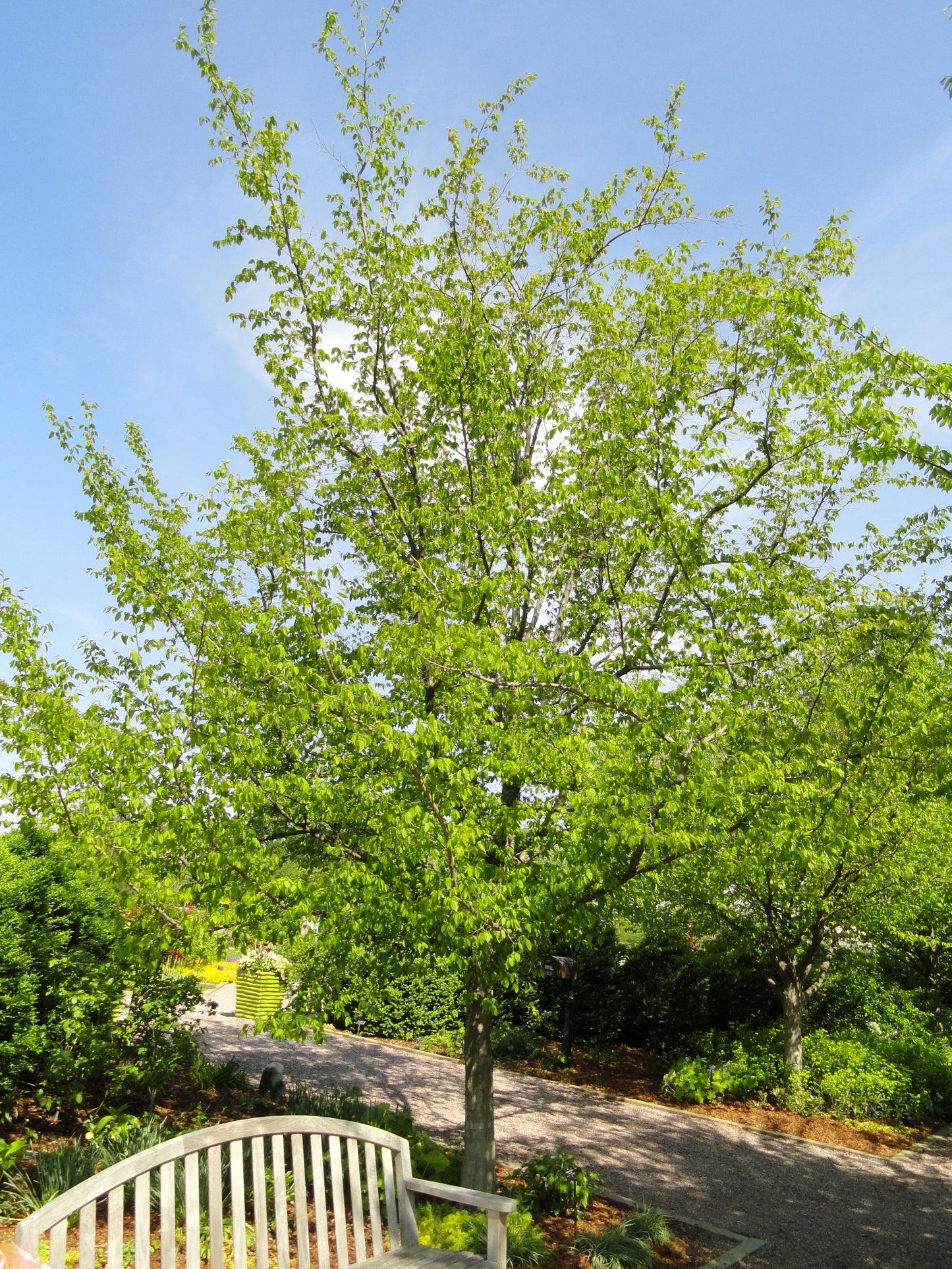 Carpinus caroliniana / American Hornbeam