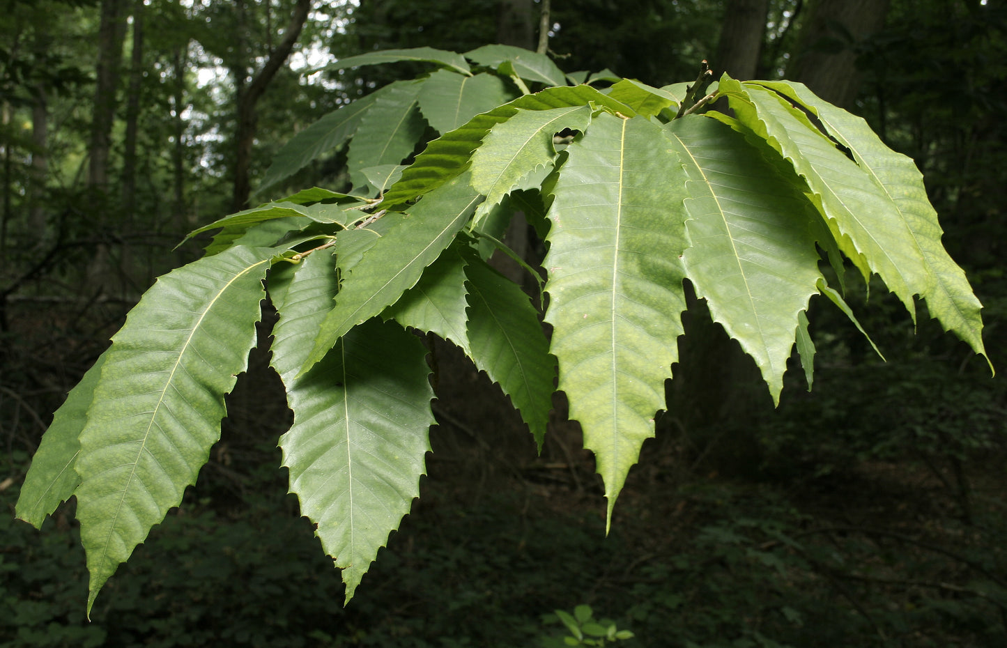 Castanea dentata / American Chestnut Seedlings