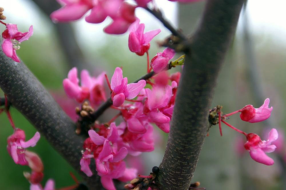 Cercis canadensis / Eastern Redbud ‘Forest Pansy’