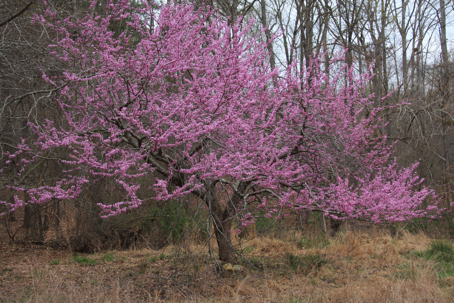 Cercis canadensis / Eastern Redbud ‘Forest Pansy’