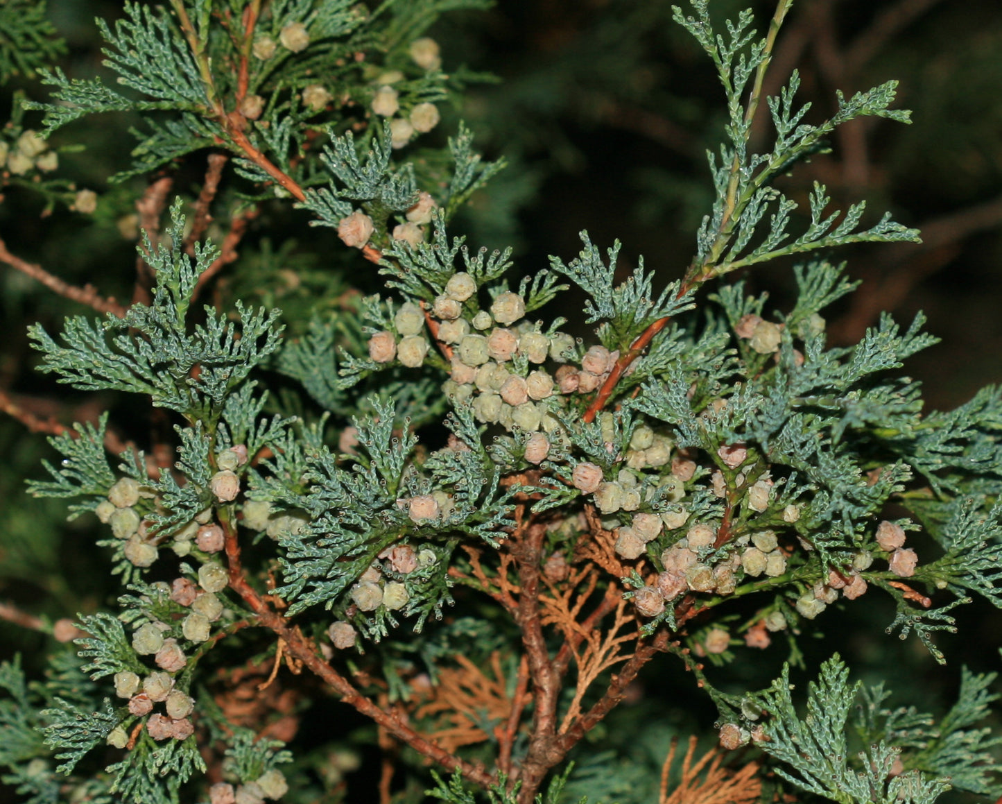 Chamaecyparis thyoides / Atlantic White Cedar