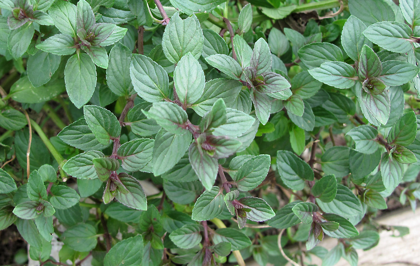 Mentha piperita / Chocolate peppermint