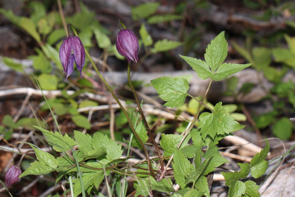 Clematis occidentalis / Wild Purple Clematis