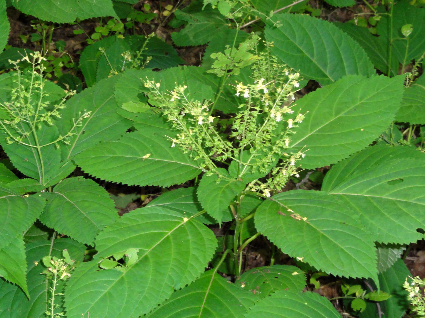 Collinsonia canadensis / Horsebalm