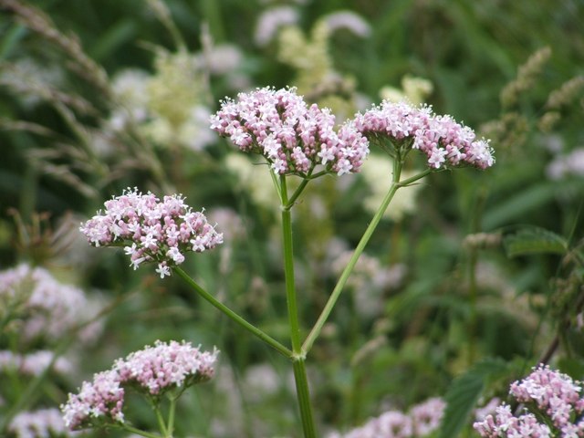 Valeriana officinalis / Valerian