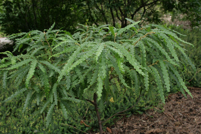 Comptonia peregrina / Sweet Fern