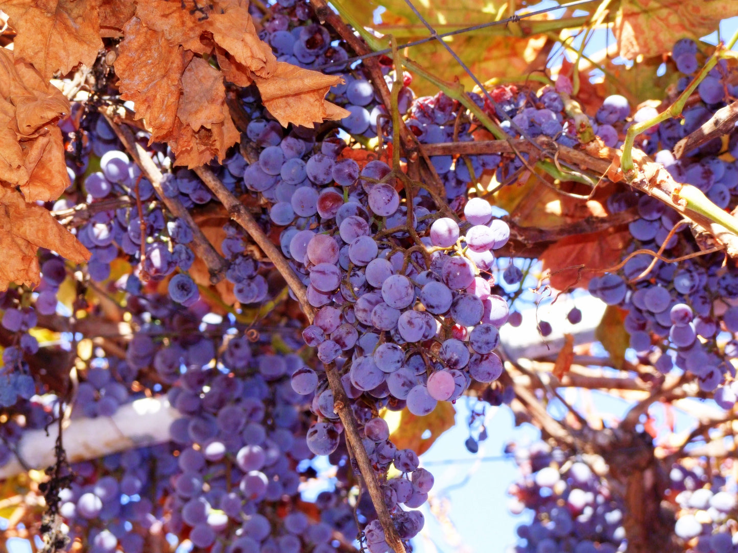Vitis sp / "Bluebell" seeded grape