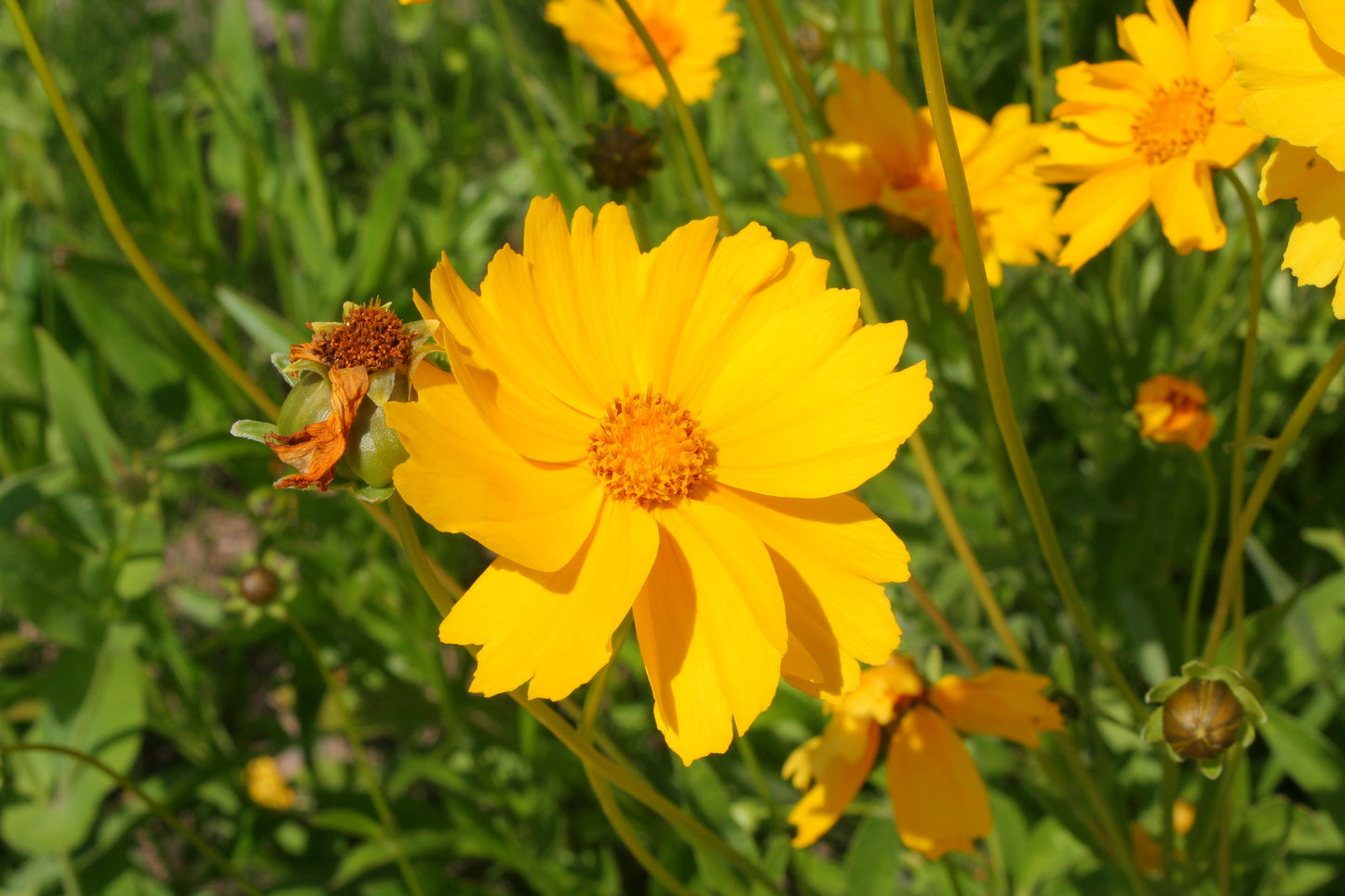 Coreopsis lanceolata / Lance-leaved Coreopsis