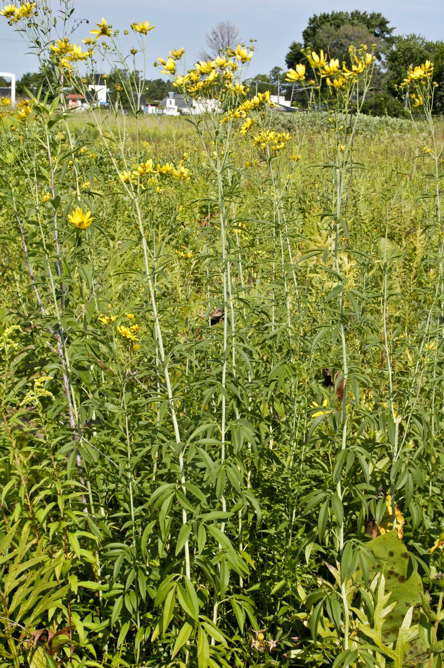 Coreopsis tripteris / Tall Tickseed