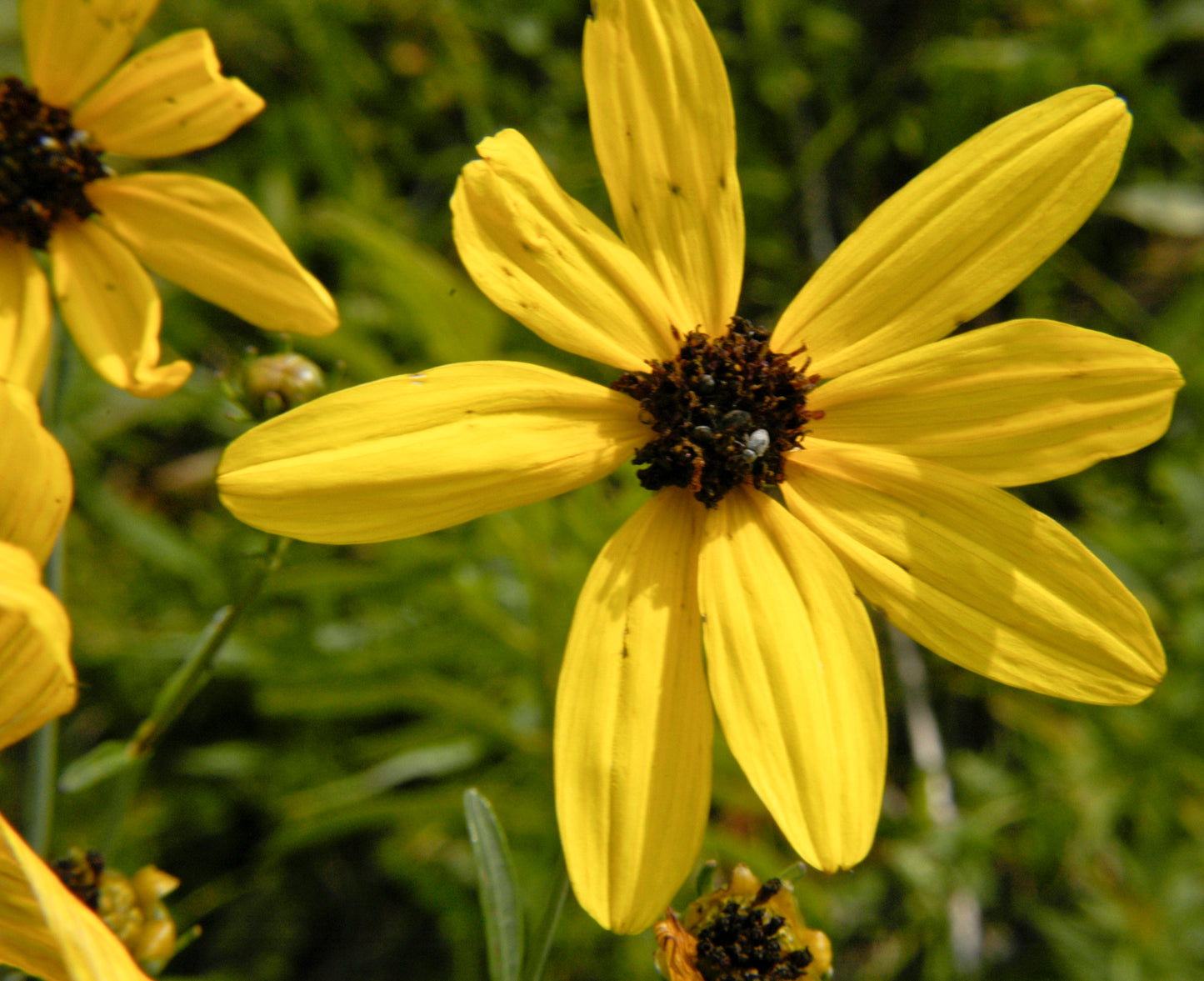 Coreopsis tripteris / Tall Tickseed