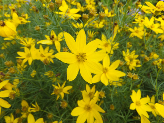 Coreopsis verticillata / Whorled Tickseed