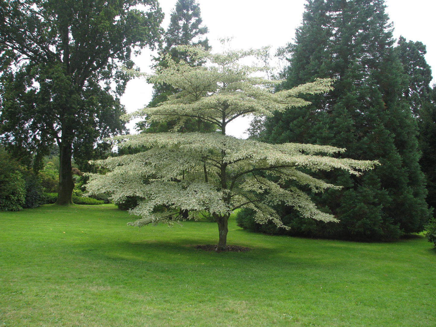 Cornus alternifolia / Pagoda dogwood