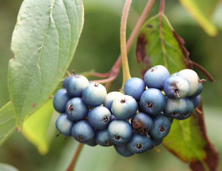 Cornus amomum / Silky Dogwood