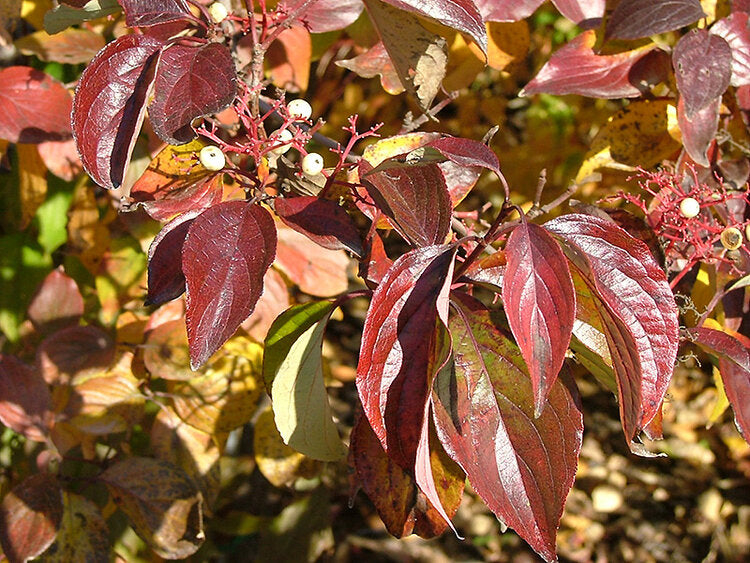 Cornus racemosa / Gray Dogwood