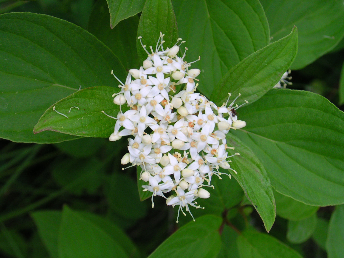 Cornus sericea / Red Osier Dogwood