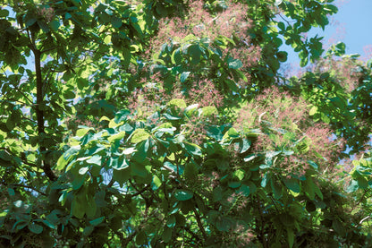 Cotinus obovatus / American smoketree